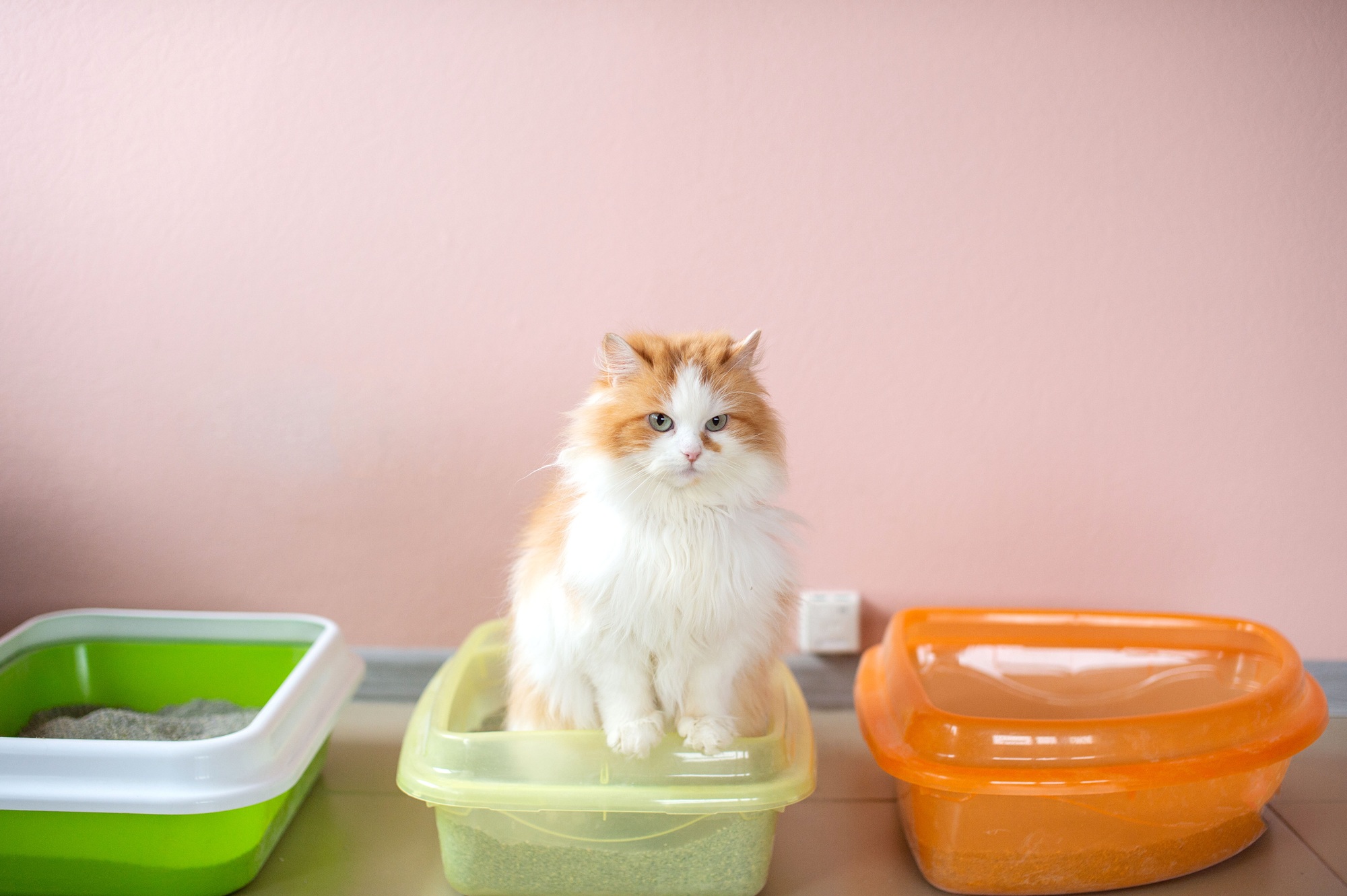 A fluffy cat is testing a cat litter. Tray with clumping filler. Man cleaning cat litter tray at home, closeup. Cute blue Abyssinian cat watching the process. Remove Tough Home Odors