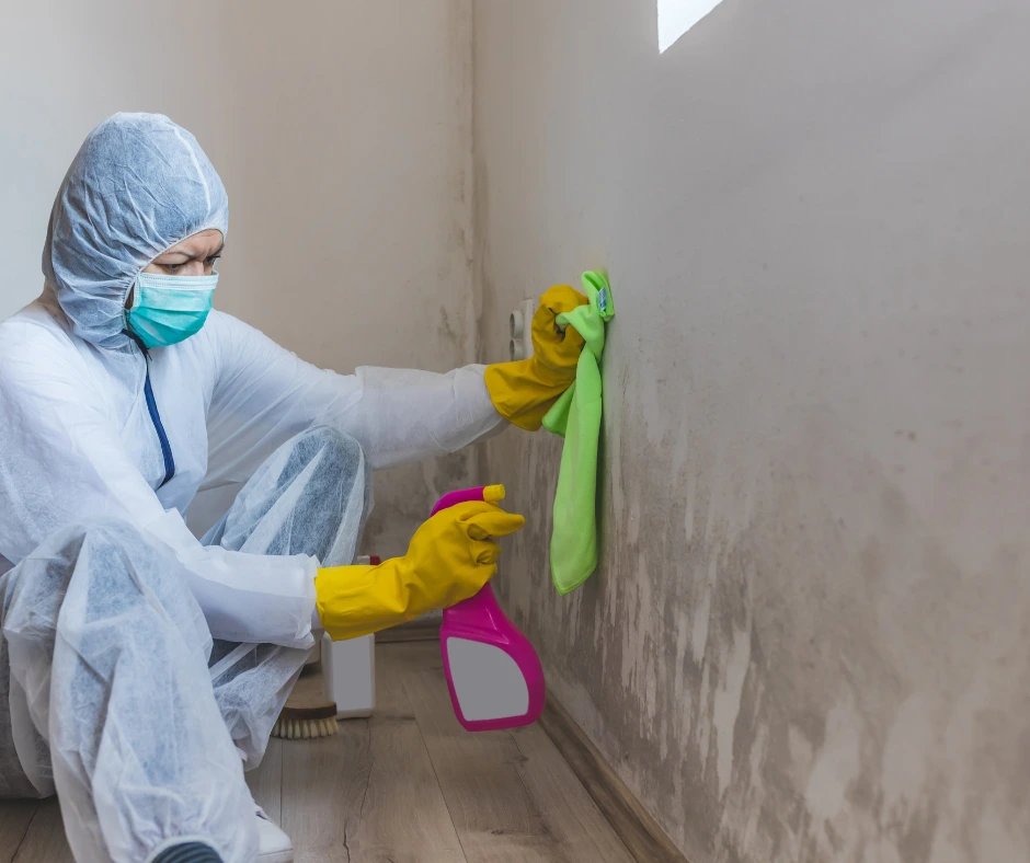 bee dry restoration of cleveland mold specialist removing molds on the wall, mold removal companies near me
