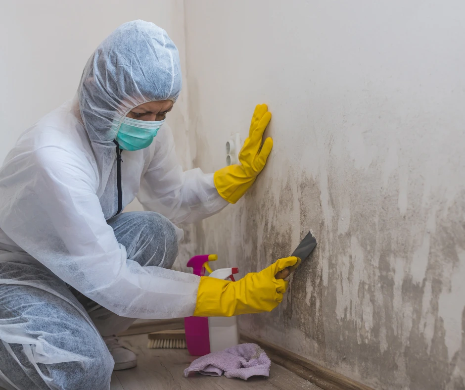 Bee Dry Restoration of Cleveland Mold remediation services
