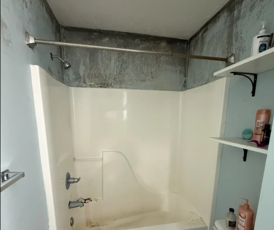 mold inspection company near me