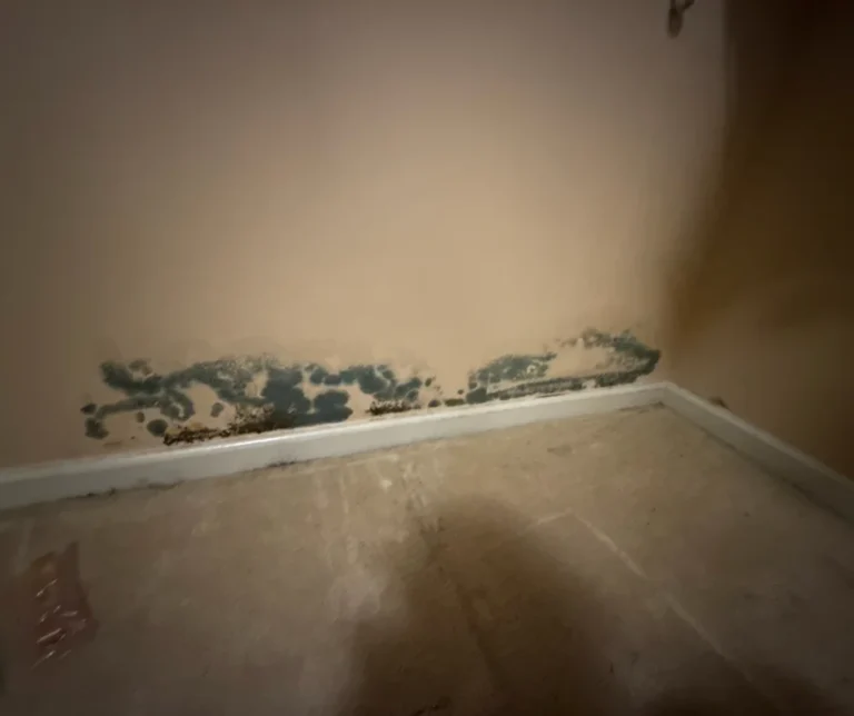 mold remediation services near me