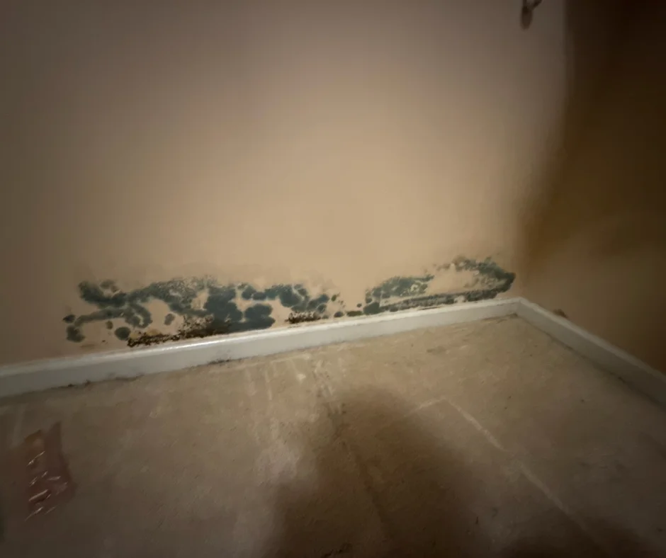 Mold Removal Thompson OH