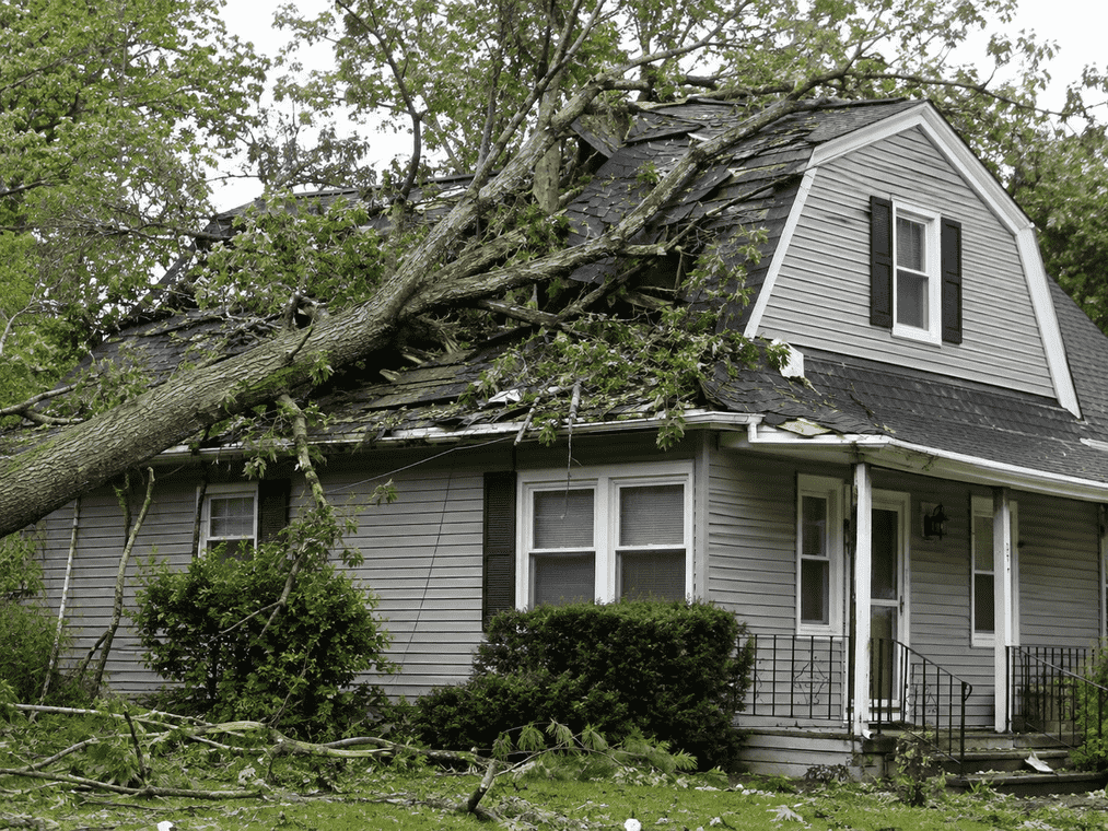 Fallen Tree Damage Restoration