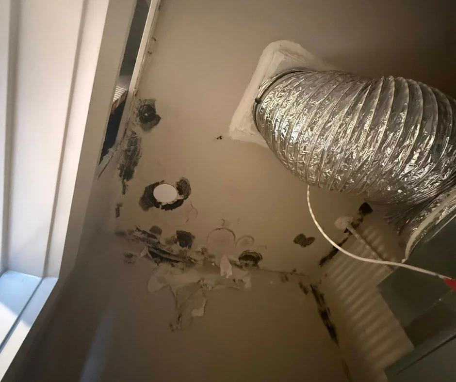 cleveland mold remediation